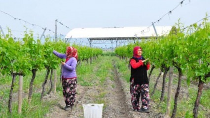 La demande d'exportation pleut sur les feuilles de vigne, nouvelle porte d'entrée des revenus