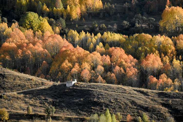 Les couleurs d'automne offrent un festin visuel à Gümüşhane et Bayburt