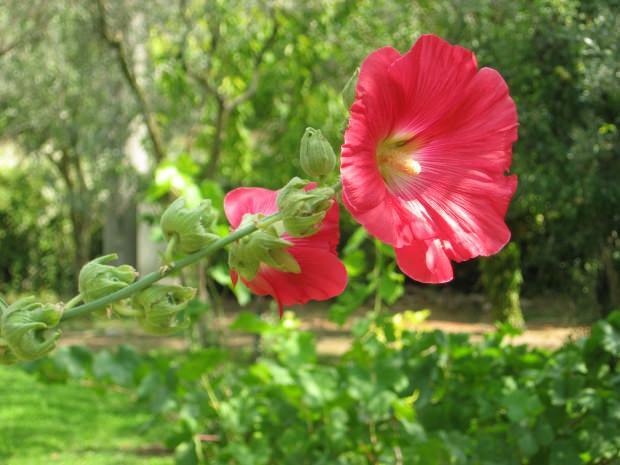 Quels sont les avantages de la fleur de guimauve (Hibiskus)? Pour quelles maladies les fleurs de guimauve (Hibiskus) sont-elles bonnes?