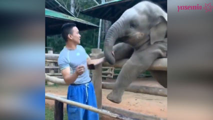 Ces moments entre l'éléphant et son gardien!