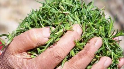 Quels sont les bienfaits de l'herbe de thym? Comment faire du thé au thym? Que fait l'huile de thym?