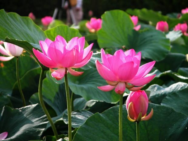 les bienfaits de la fleur de lotus