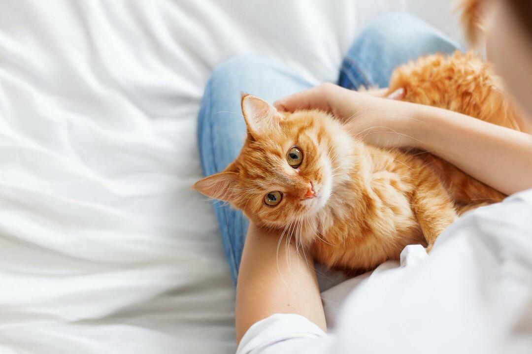 Comment savoir si les chats sont heureux? Est-ce que mon chat m'aime? La signification des mouvements des chats