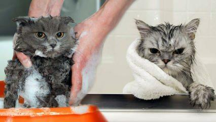 Les chats se lavent-ils? Comment laver les chats? Est-ce dangereux de baigner les chats ?