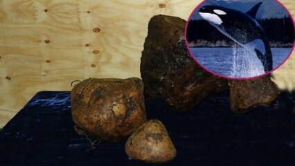 La valeur était étonnante! Qu'est-ce que le vomi de baleine, à quoi sert l'ambre et pourquoi est-il cher?