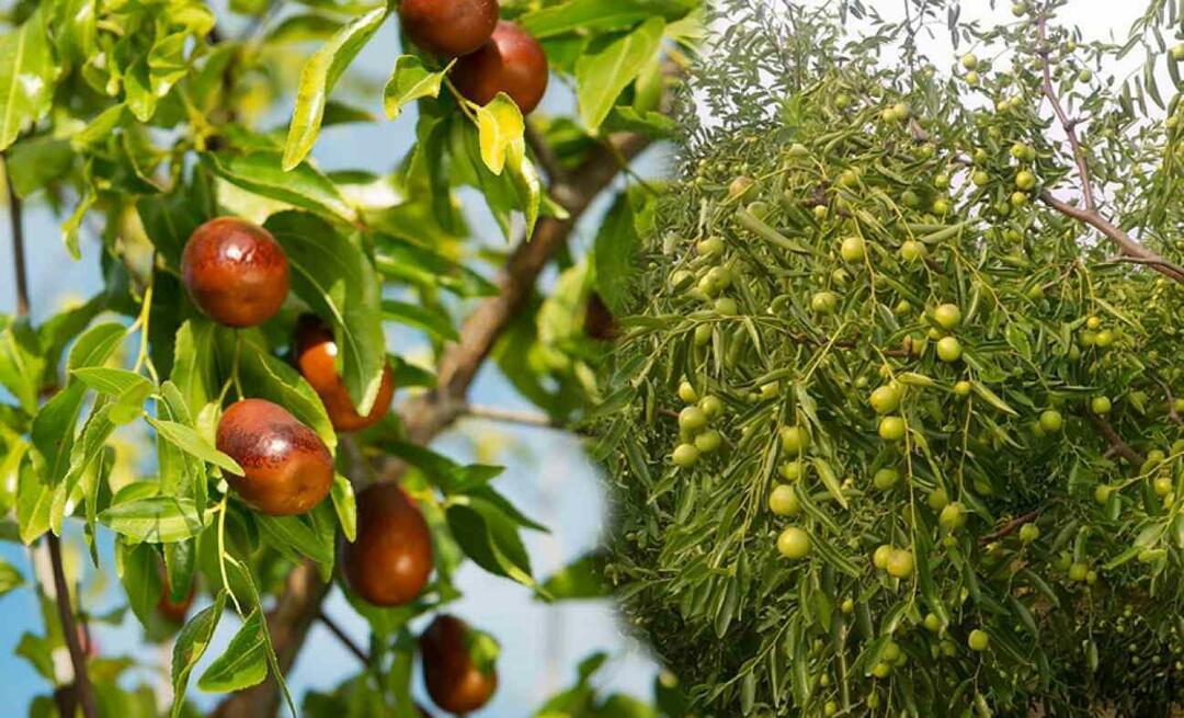 Comment faire germer les graines de jujube? Comment cultiver un jujubier en pot? soin des jujubes