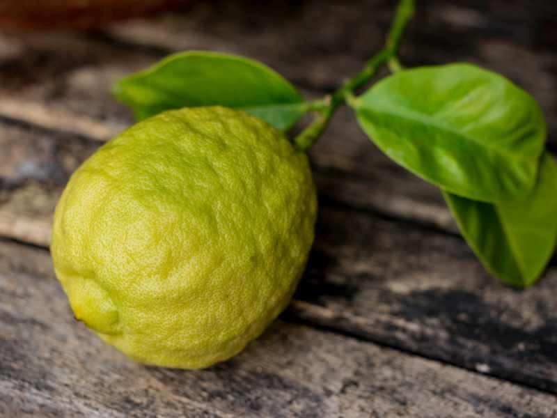 L'apparence de la bergamote est similaire au citron