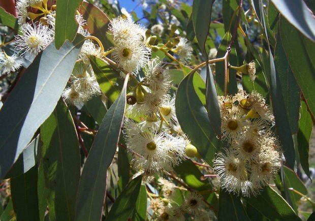 feuille d'eucalyptus 