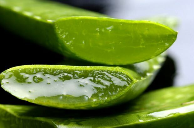 Qu'est-ce que l'Aloe Vera? Quels sont les bienfaits pour la peau? Comment l'aloe vera est-il appliqué sur la peau?