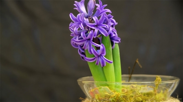 Comment reproduire des fleurs de jacinthe