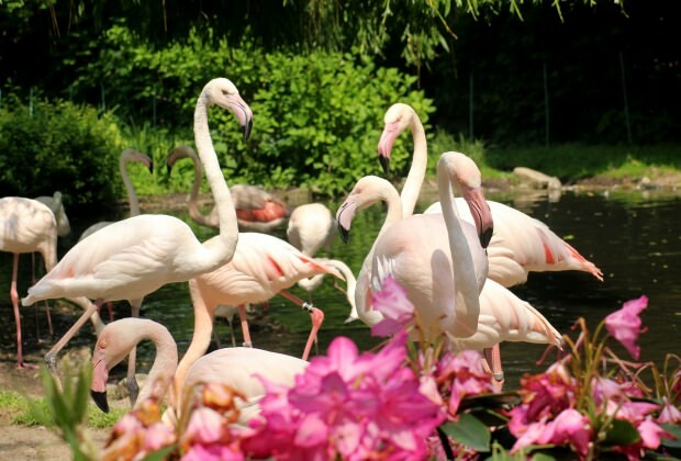 Que faire à Flamingoköy?