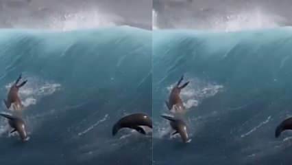 Des lions de mer jouant avec des vagues géantes!
