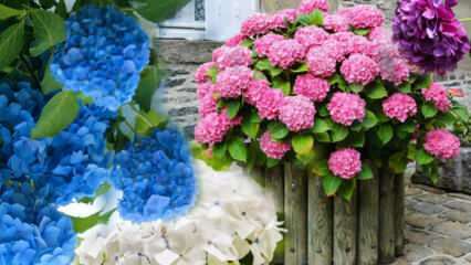 Comment prendre soin d'une fleur d'hortensia à la maison? Méthodes de propagation des fleurs d'hortensia 