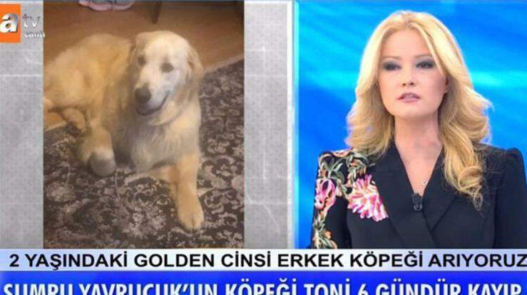 Le présentateur Müge Anlı a annoncé: Le chien de l'actrice Sumru Yavrucuk a été retrouvé ...