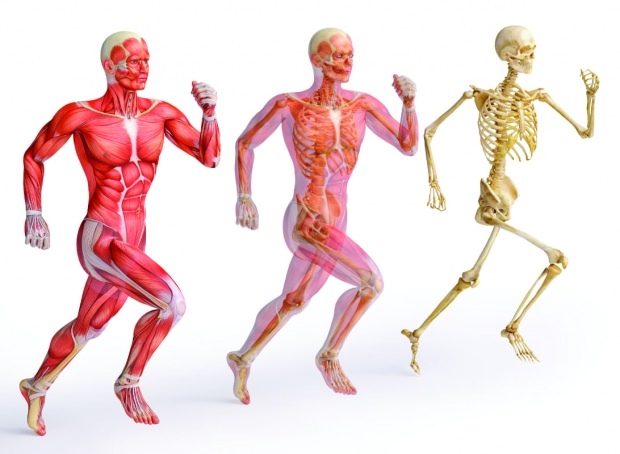 Le zinc est essentiel pour une structure musculaire et osseuse solide