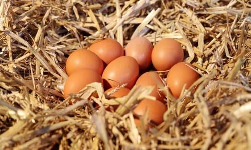 Comment comprendre les œufs bio?