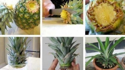 Comment faire pousser de l'ananas à la maison?