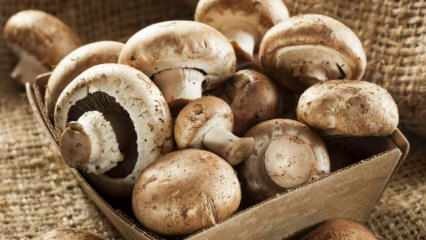 Comment comprendre la fraîcheur du champignon? Comment conserver les champignons? Conseils pour la cuisson des champignons