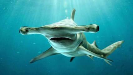  Images effrayantes! Requin marteau au large de la Floride.
