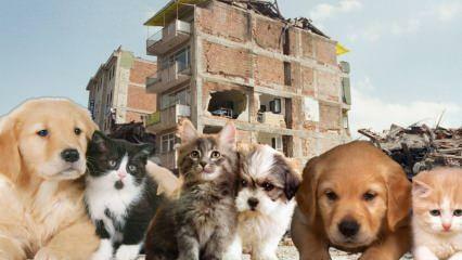 Que doivent faire ceux qui ont des animaux domestiques avant et après le séisme? Ceux qui ont un animal de compagnie au moment du tremblement de terre