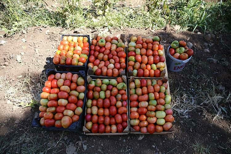tomate guldar