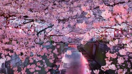 Qu'est-ce que Sakura signifie? Propriétés inconnues de la fleur de sakura
