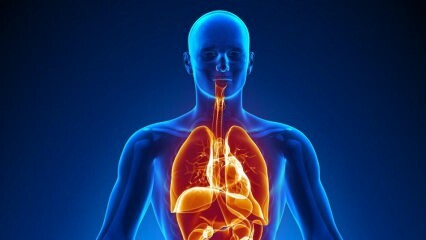 De quels organes internes peut-on vivre? Et s'il n'y a pas de vésicule biliaire?