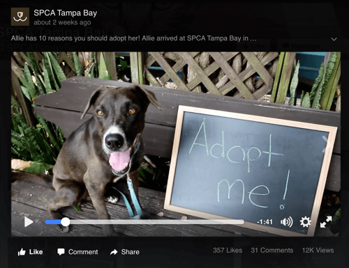 vidéo facebook spca tampa bay