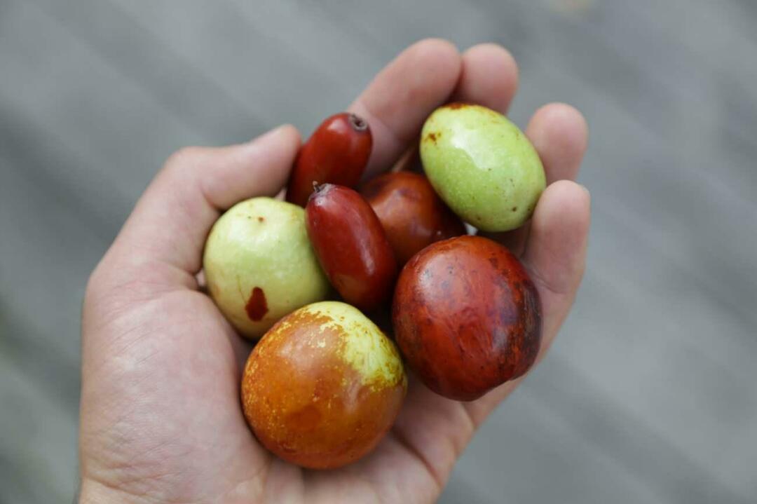 Une méthode pour perdre du poids en mangeant du jujube! Qu'est-ce que le jujube? Est-ce qu'il fait du thé pour perdre du poids? Bienfaits du vinaigre de jujube