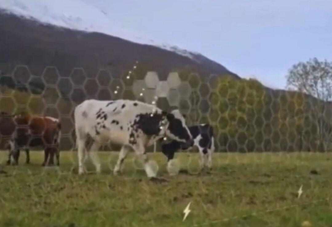 Virtual Fence a commencé à être testé sur des animaux