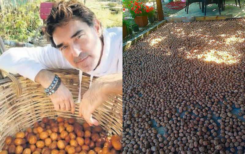 Burak Hakkı a commencé la récolte des noix dans sa ferme!