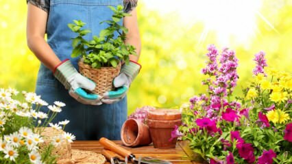 Comment devrait être le jardinage en février?