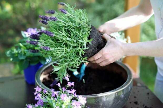 Comment prendre soin des fleurs de lavande, se reproduire et grandir à la maison