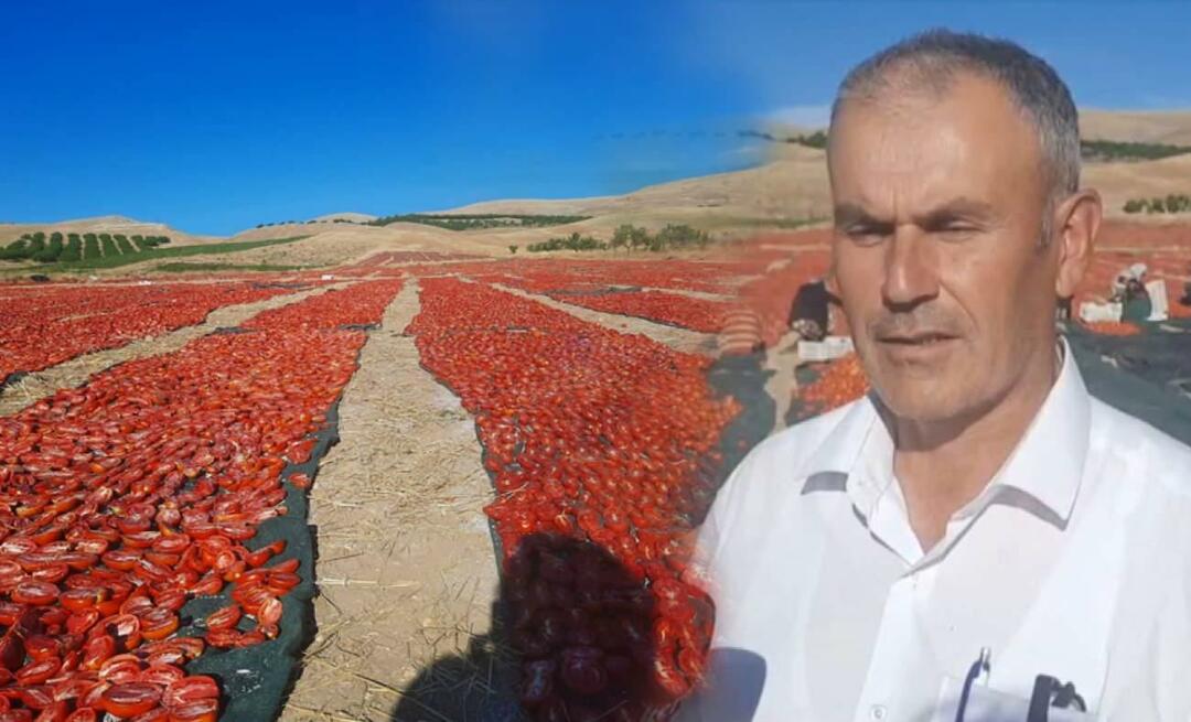 La récolte des tomates destinées au séchage a commencé à Malatya !