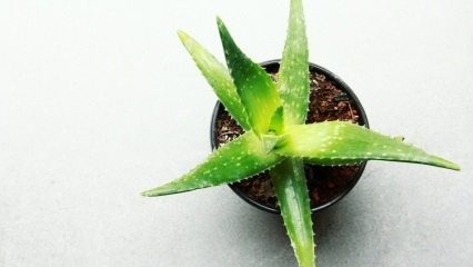 Comment sont les soins à l'Aloe vera? Soins à l'aloe vera en hiver