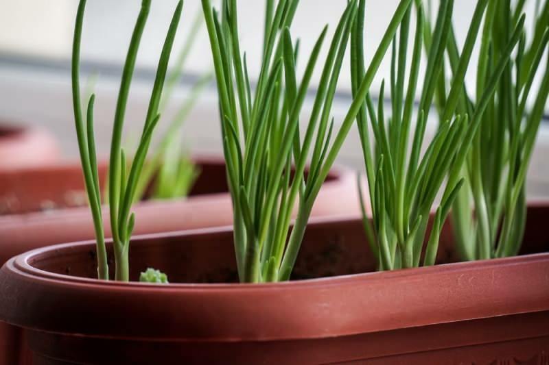 Comment faire pousser des oignons verts en pot? Conseils pour faire pousser des oignons de printemps