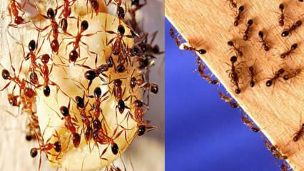 Comment détruire les fourmis dans la maison? Que faire pour se débarrasser des fourmis, la méthode la plus efficace