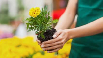 Les raisons de cultiver des plantes à la maison? Est-il dangereux de faire pousser des fleurs à la maison?