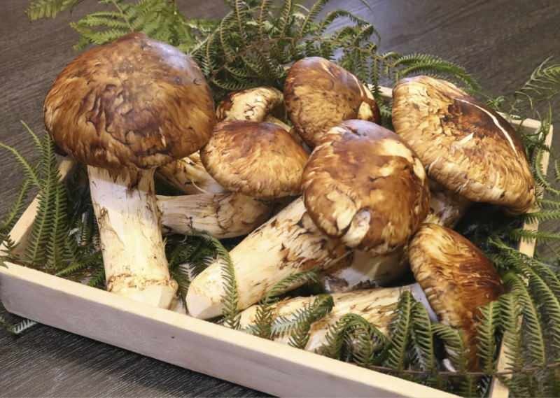 Qu'est-ce que le champignon Matsutake? Les bienfaits du champignon Matsutake! Un matsutake de stockage complet des protéines ...
