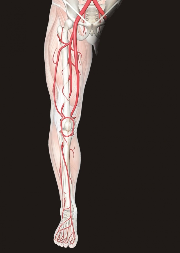 Qu'est-ce qui cause des douleurs aux jambes? Quelles maladies empêchent la douleur aux jambes? Comment passe la douleur aux jambes?
