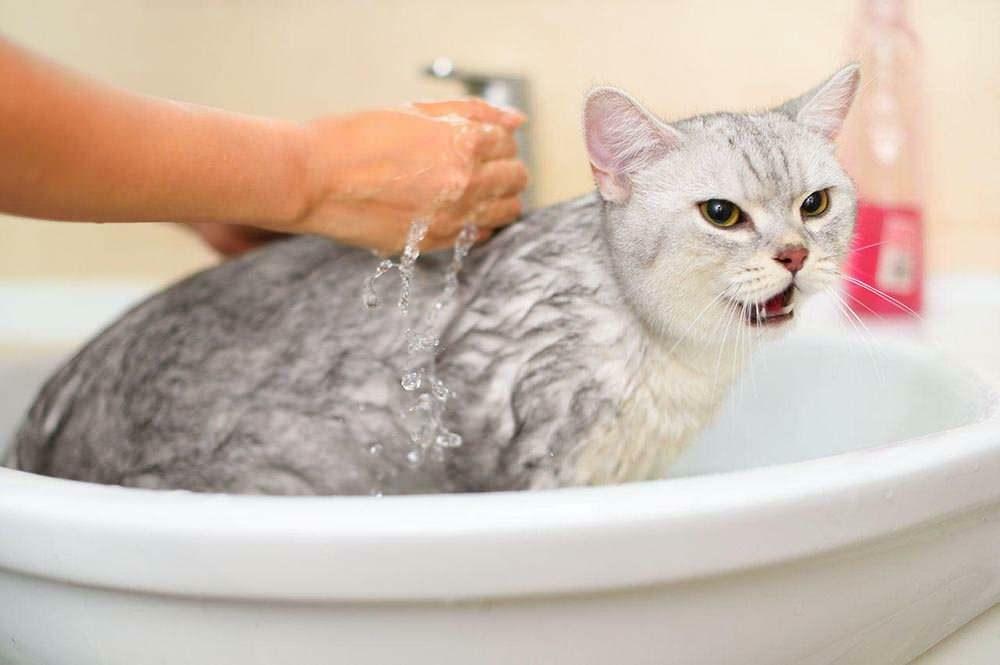Comment laver un chat