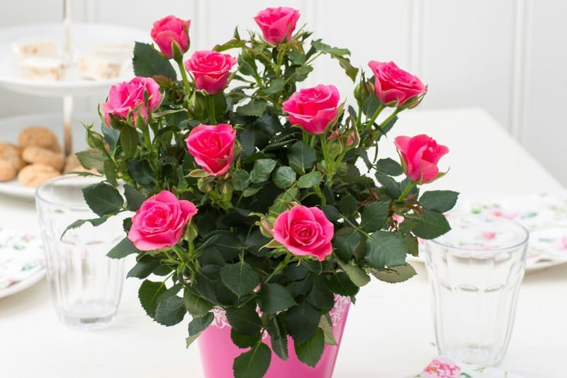 Comment faire pousser des roses en pot? Conseils pour cultiver des roses à la maison ...