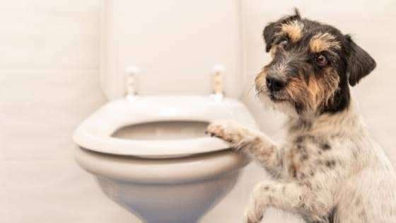 Comment faire les habitudes de toilette des chiens