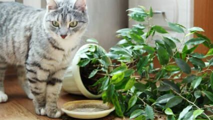 Comment les chats sont-ils tenus à l'écart des plantes?