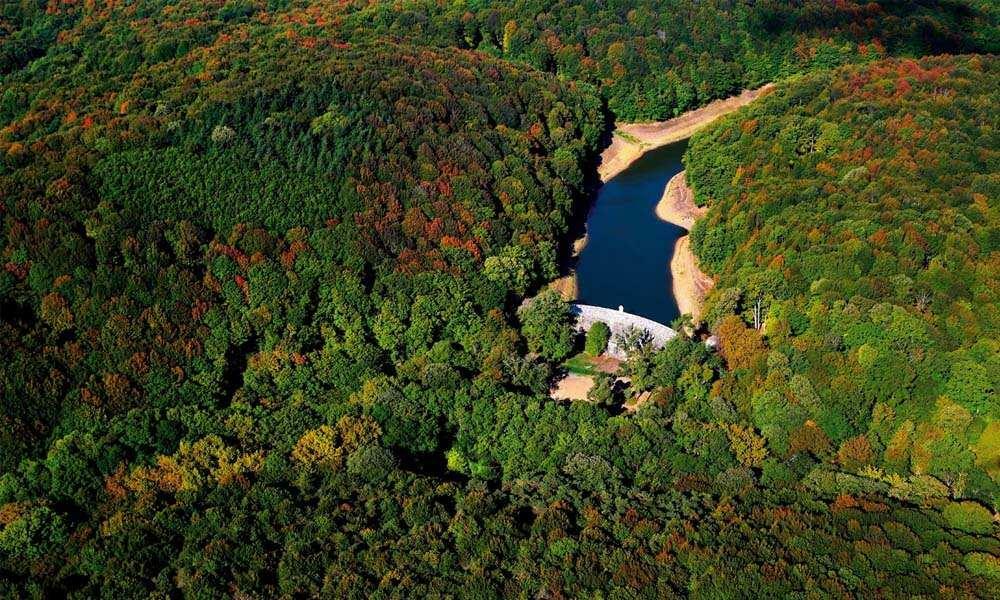 Forêt de Belgrade