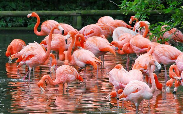 Où est Flamingo Village? Comment s'y rendre? Combien coûte le petit déjeuner?