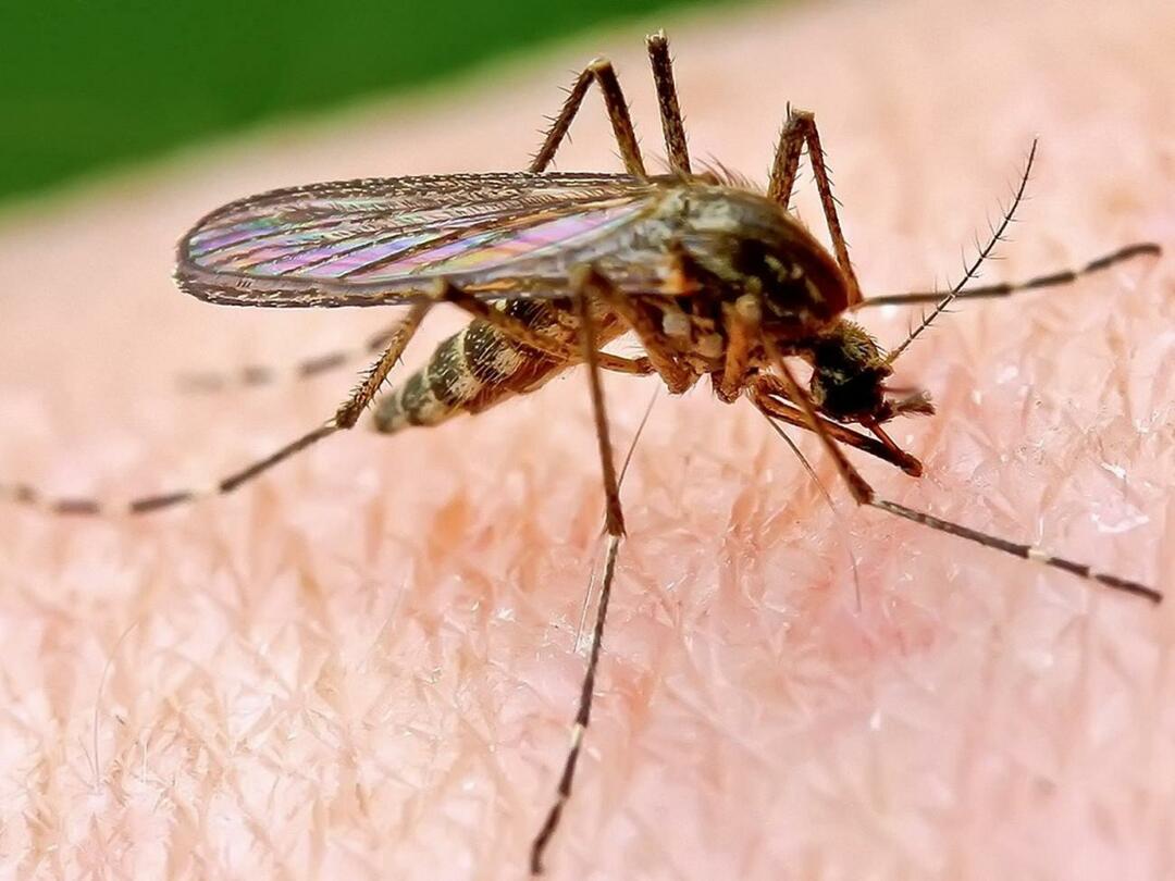 Pourquoi les moustiques piquent-ils plus certaines personnes ?