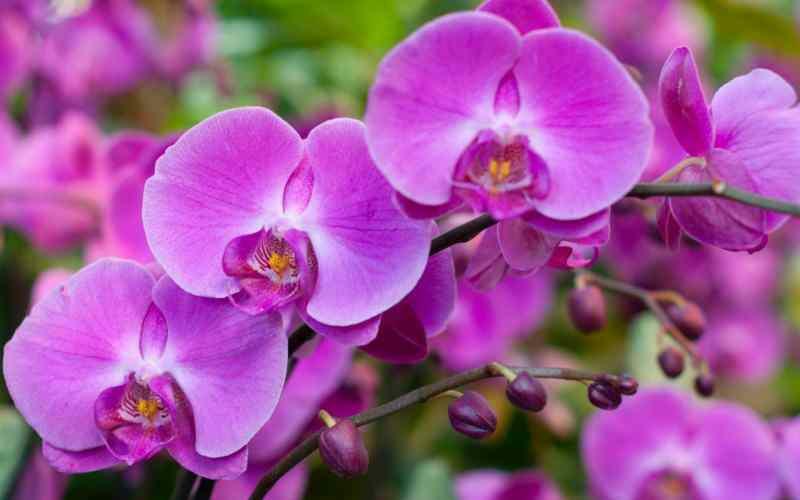 soin des orchidées