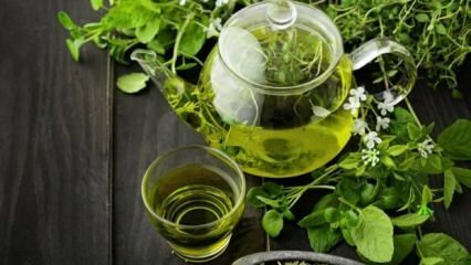 Les bienfaits du thé vert! Minceur rapide et sain avec un régime au thé vert
