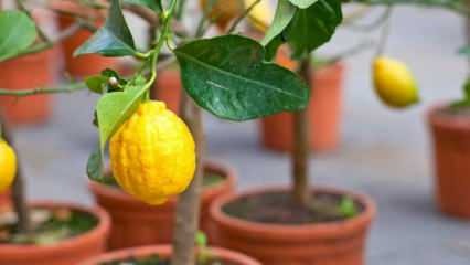 Comment faire pousser des citrons en pot à la maison? Conseils pour cultiver et entretenir les citrons